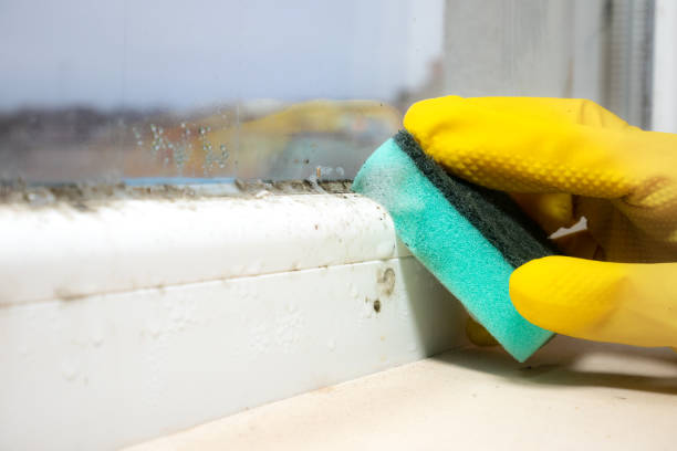 Palm Beach Gardens, FL Mold Remediation Company
