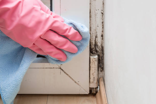 Best Mold Remediation for Specific Building Types in Palm Beach Gardens, FL